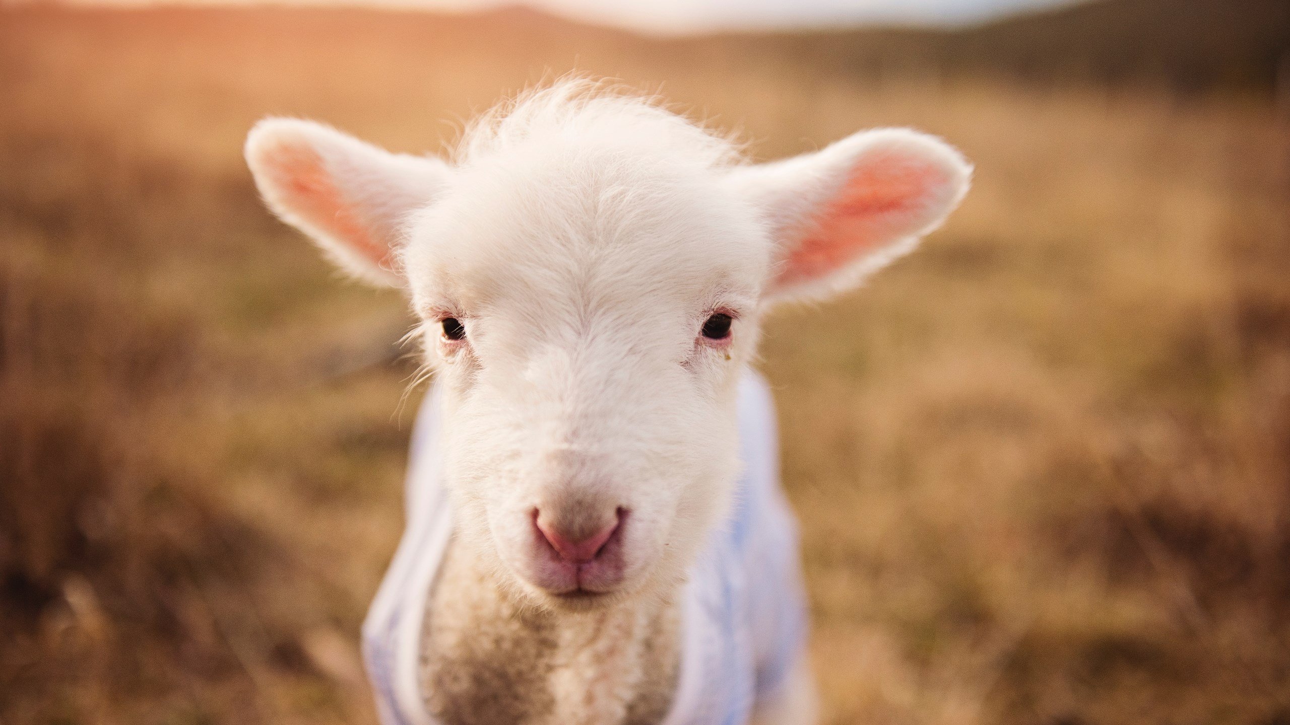 乐鱼电竞· (中国)官方网站-中美蝶泳分段划频密度差异明显，蝶泳频率