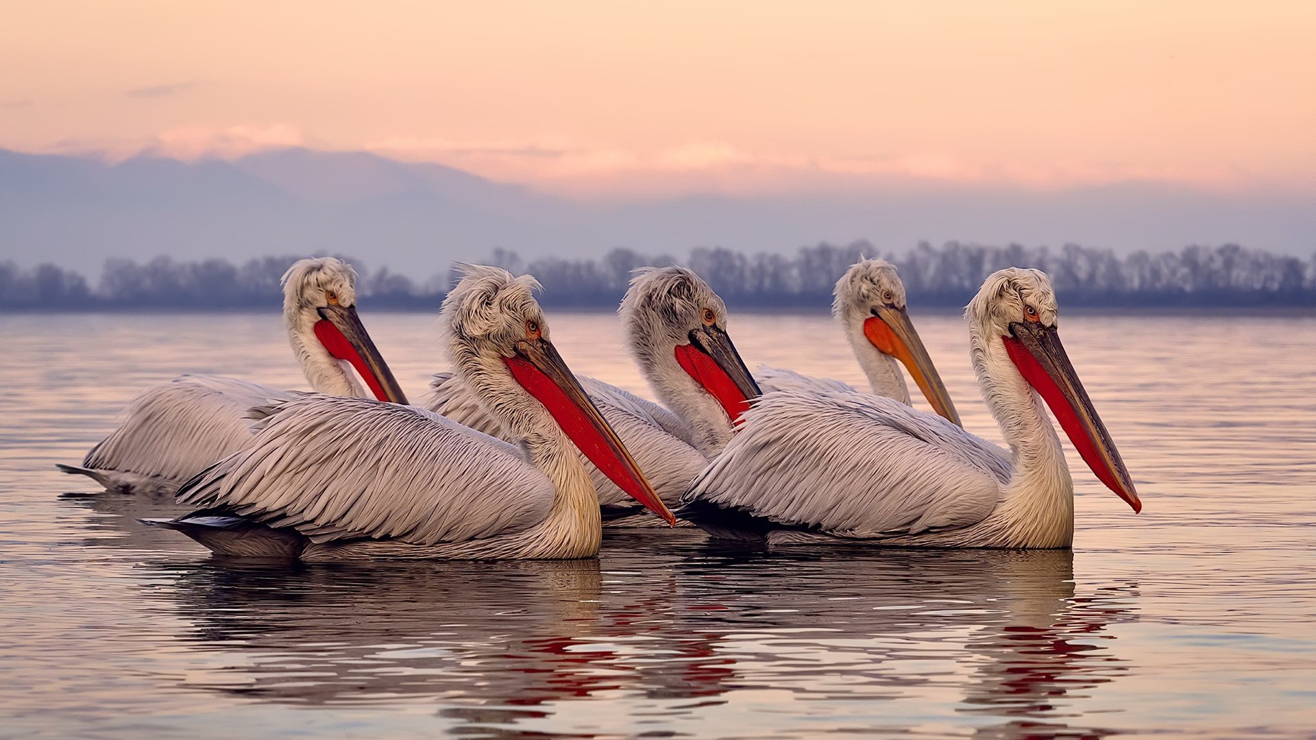 APP下载 LY Sports-德国队女子泳员全力冲刺每场比赛，德国队女子泳员全力冲刺每场比赛结果