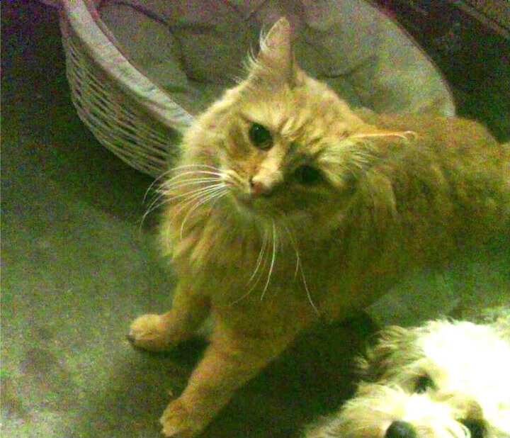 沃尔夫斯堡反击战术精准打破僵局,沃尔夫斯堡阵型