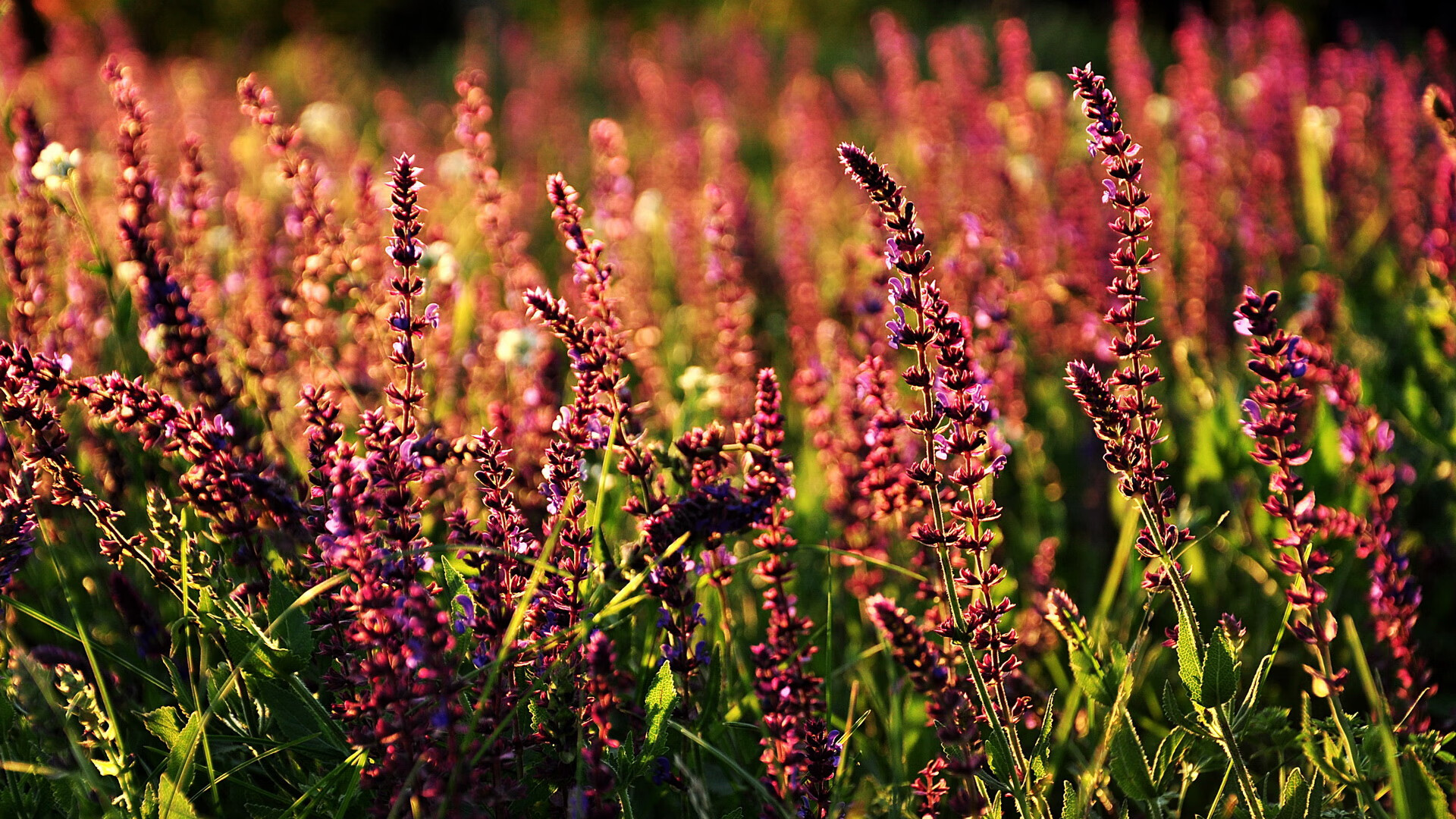 美国队在国际乒联混合团体世界杯中的团队配合与个人突破,乒乓球 美国队