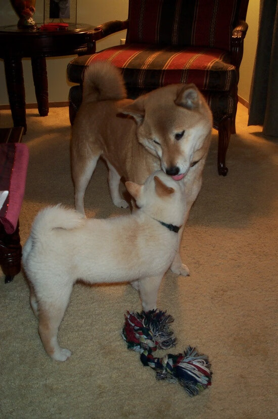 青训新星崛起，切尔西注重年轻力量，切尔西青训小将