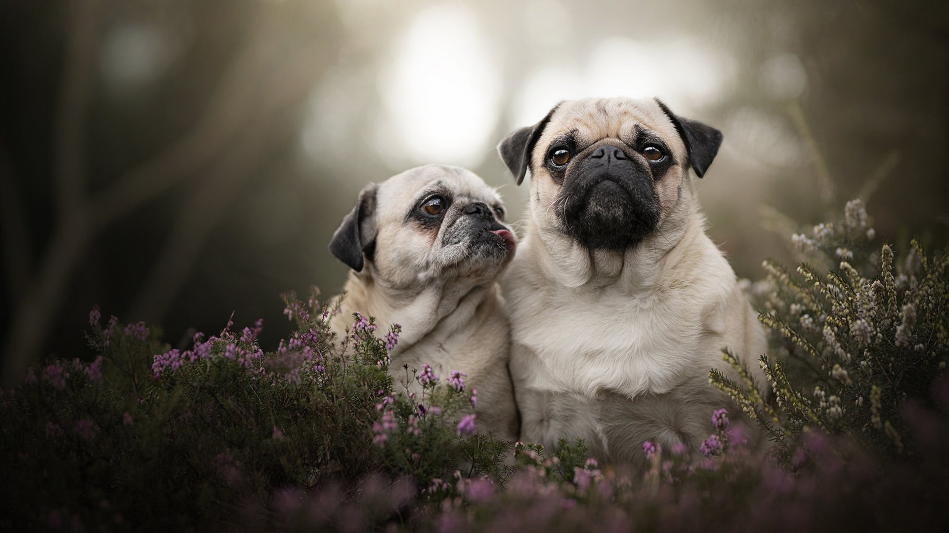 中国足球联赛加强跨区域裁判执法交流机制，中国足球裁判执法过世界杯吗