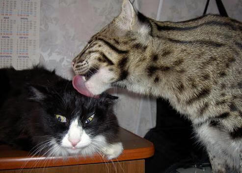 体育道德引发广泛讨论，论体育道德的重要性