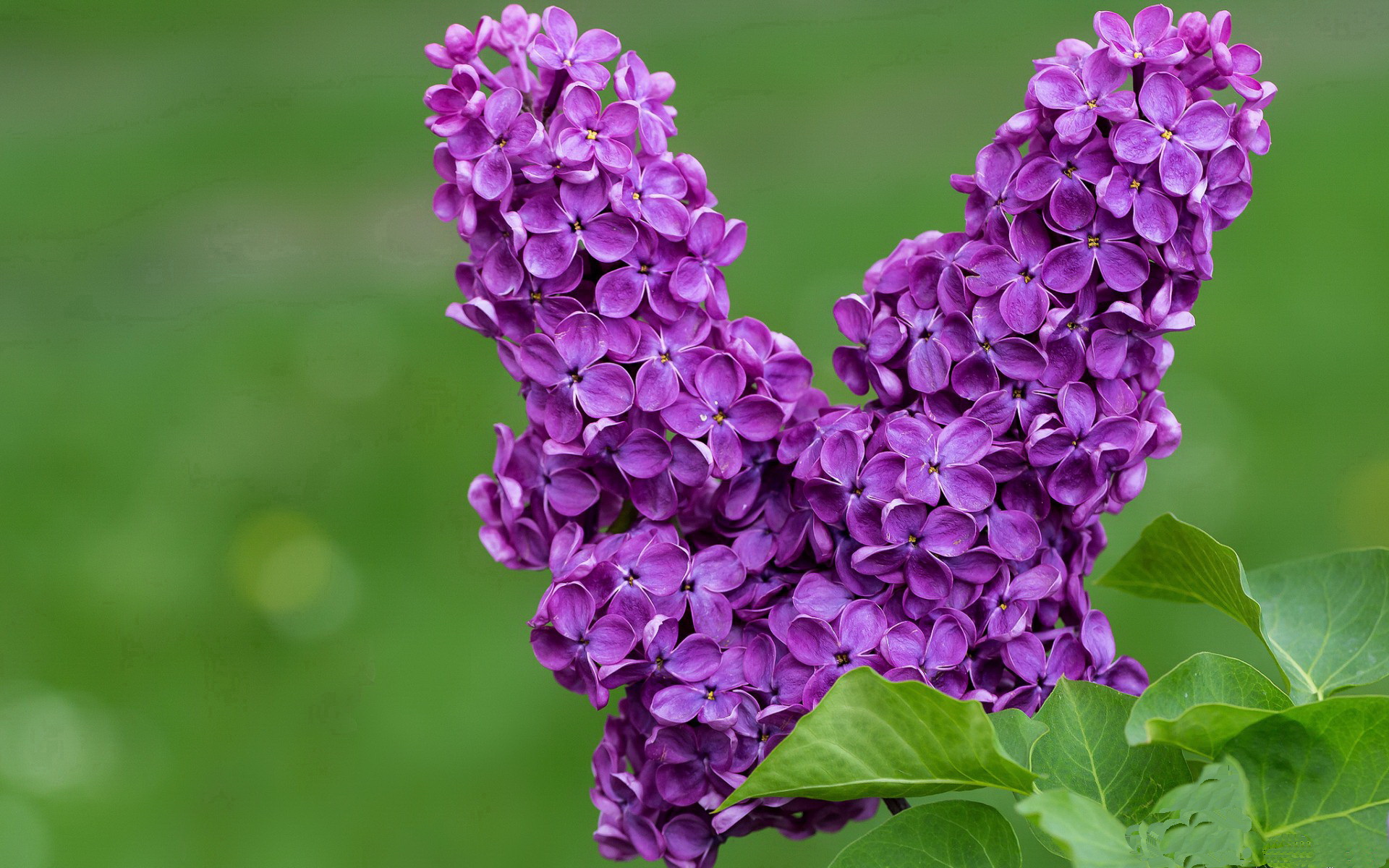 公牛社交媒体连发多条互动帖增加曝光率，公牛宣传图