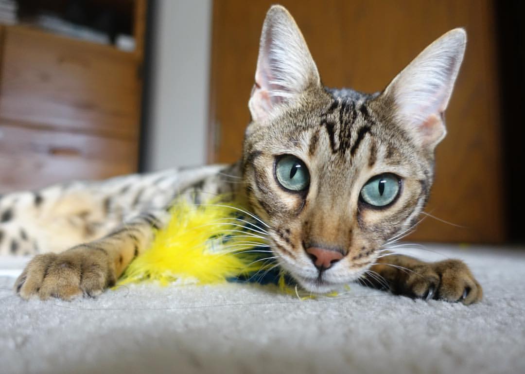 乐鱼官网-凯尔特人外援称训练强度远超预期，凯尔特人队简介