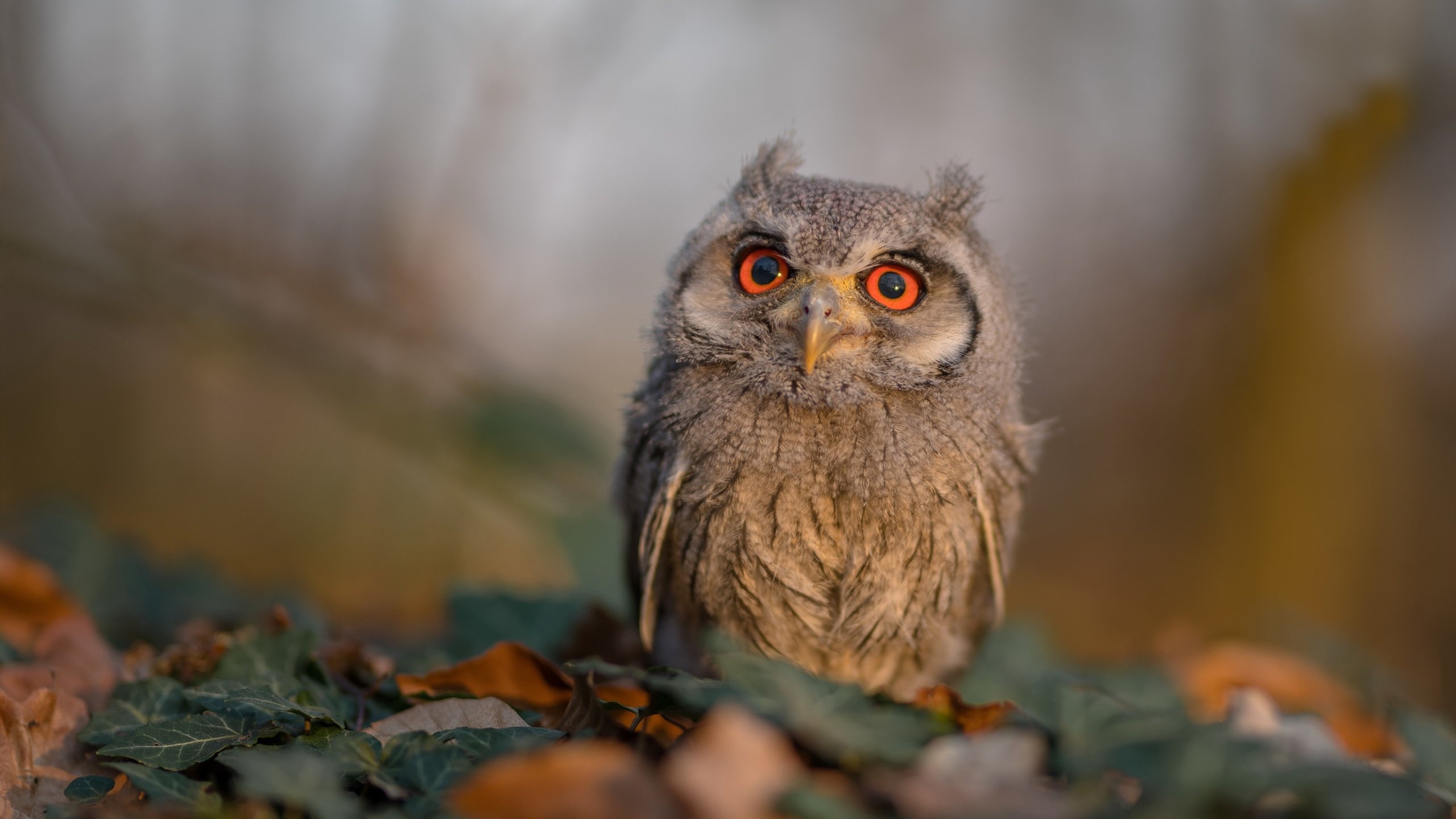 国王主教练强调保持进攻节奏是关键,国王现在的主教练