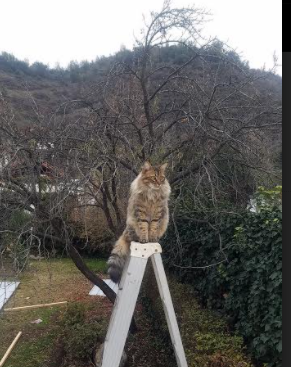 德甲闪耀劲旅：速度、力量、智慧完美结合！，闪耀 足球