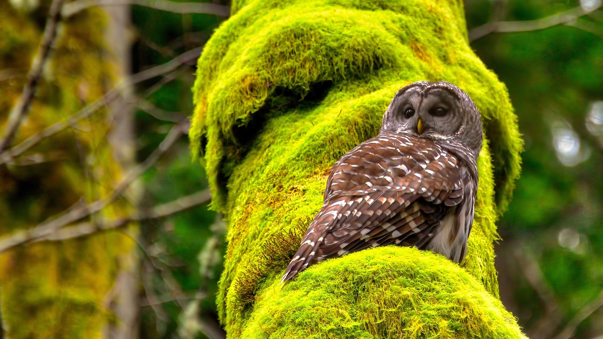 欧洲杯淘汰赛:破门瞬间的惊喜与感动,欧洲杯淘汰赛赛程公布