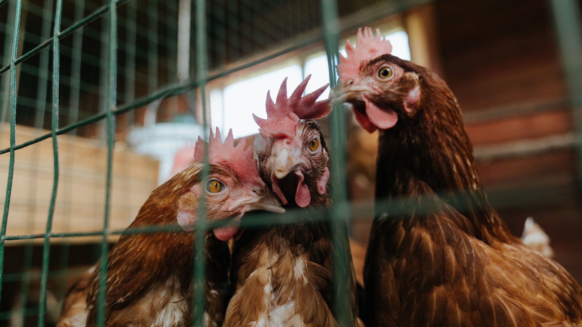 法国女篮在欧洲杯中勇夺银牌，实力不断提升，法国女篮johannes