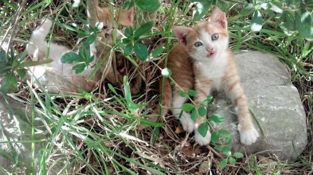 火箭新人连续两场得分上双,火箭队两连冠