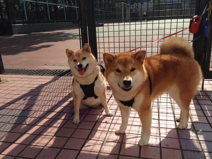 男子仰泳南非强将力战群雄,男子仰泳世界排名