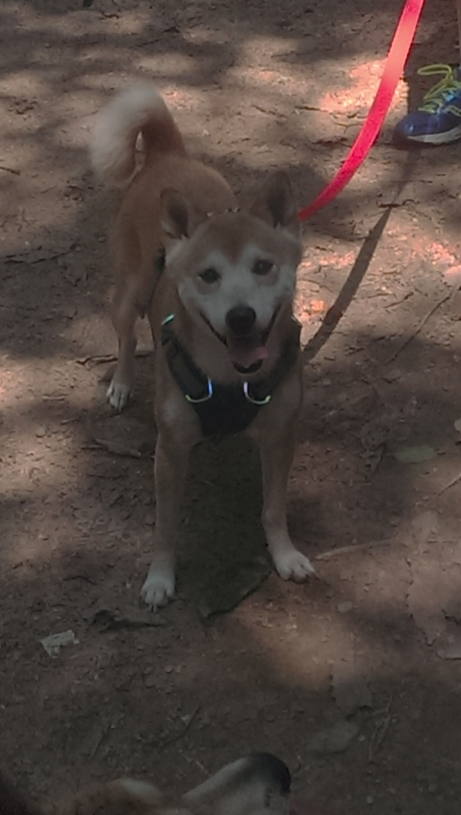 跳水半决赛吉尔吉斯斯坦成功晋级,吉尔吉斯斯坦摔跤冠军