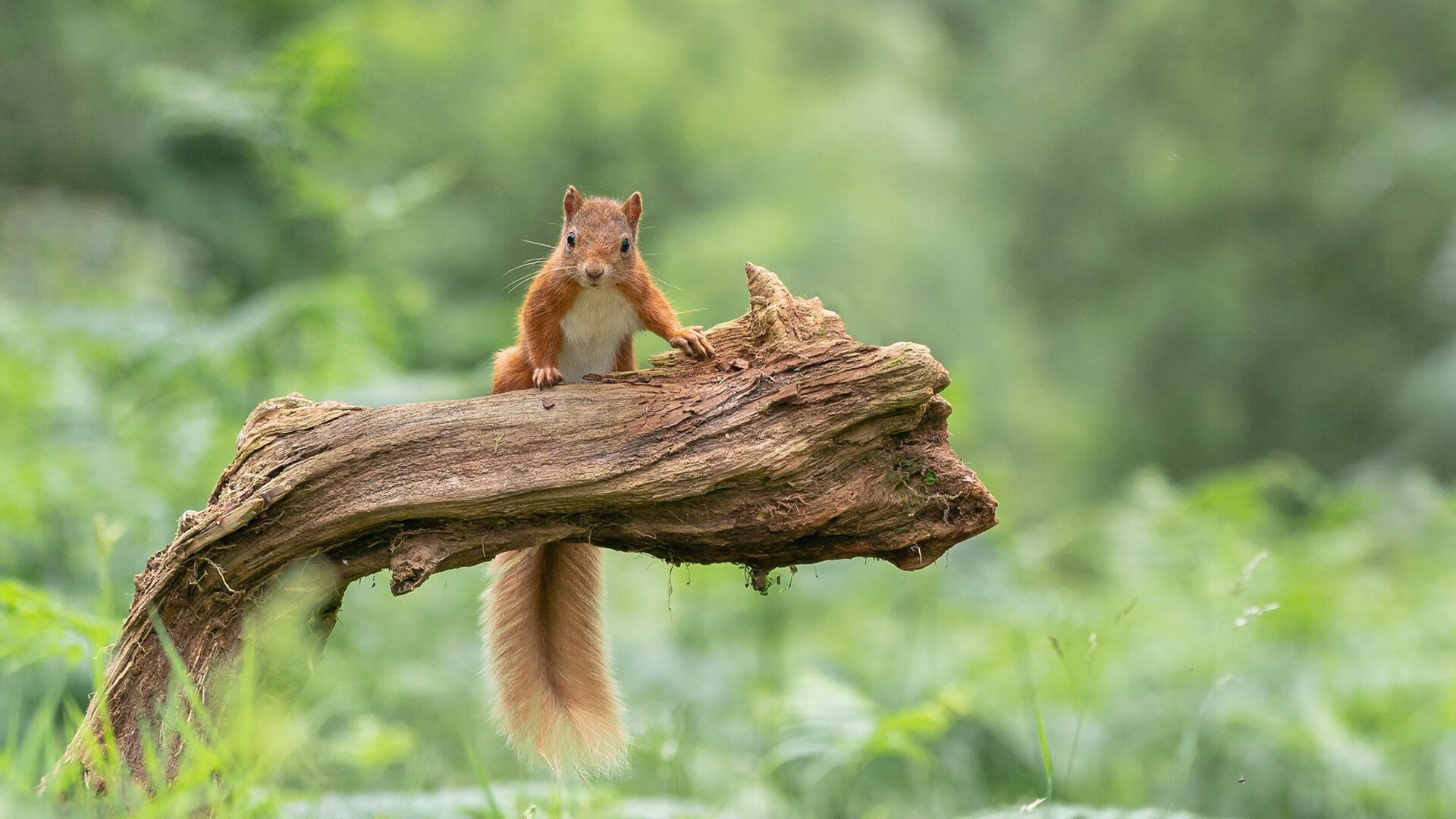 6连胜势不可挡！孔帕尼击败世俱杯冠军，神锋32岁梅开二度，孔帕尼绝杀