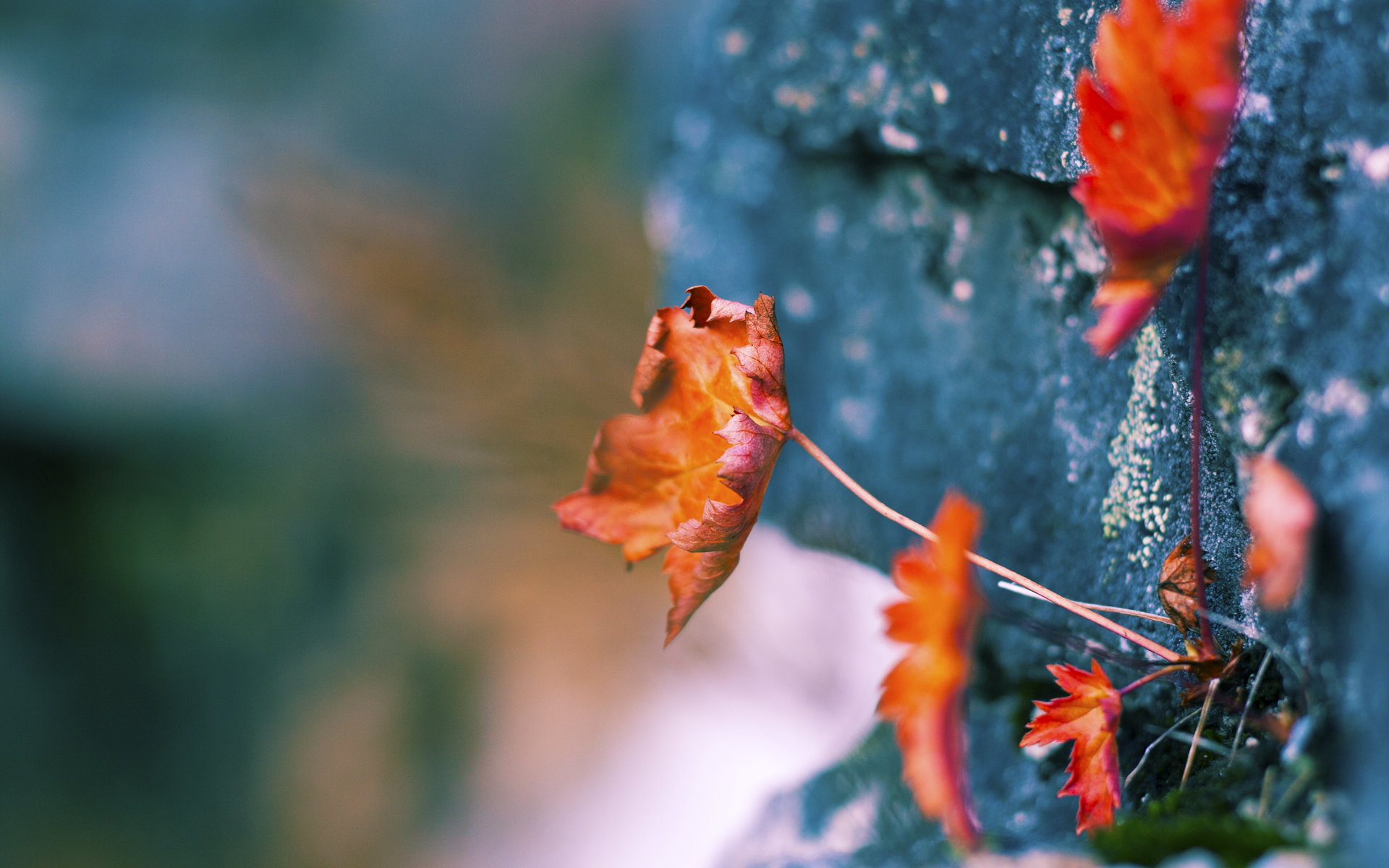 上海江苏球员交易达成共识,江苏球迷和上海球迷